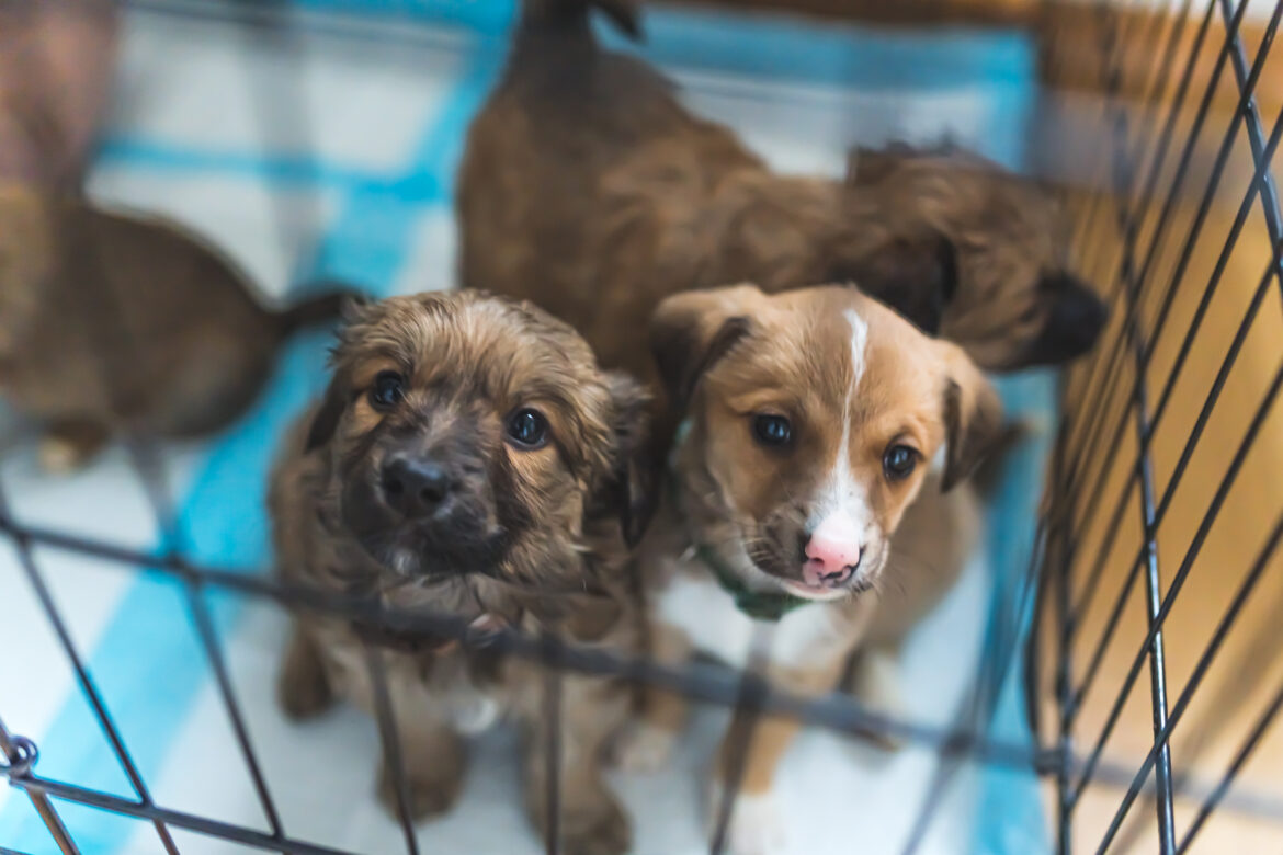 Plataforma facilita a adoção de animais em gravataí