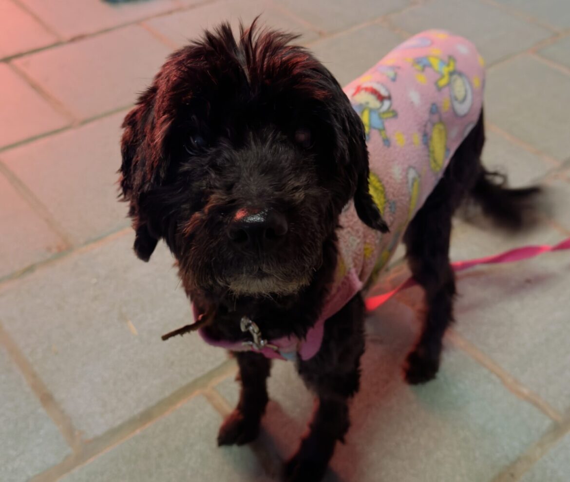 Feirão de Adoção em Cachoeirinha busca novos lares para animais resgatados da enchente