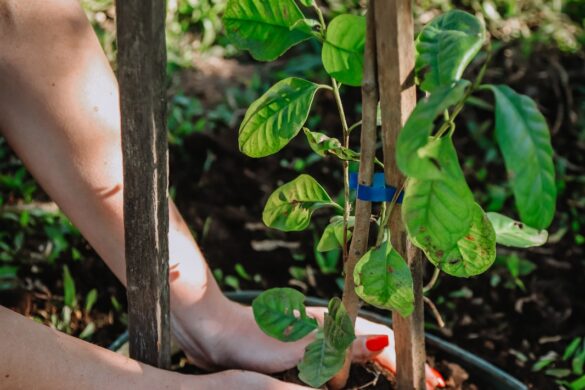 Praça Dom Feliciano recebe novas mudas em ação de arborização em Gravataí