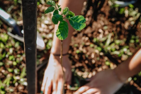 Praça Dom Feliciano recebe novas mudas em ação de arborização em Gravataí