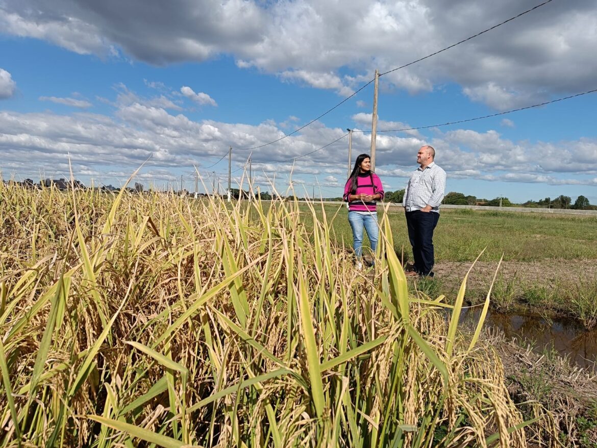 Presidente do Irga visita Estação Experimental do Arroz em Cachoeirinha e destaca seu papel estratégico