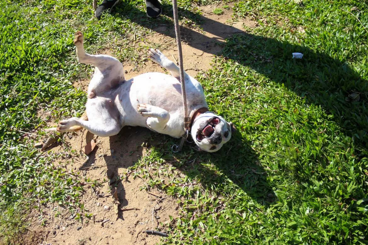 Abrigo Palmira Gobbi em Canoas tem oito dias para encontrar lares a 21 cães antes do fechamento