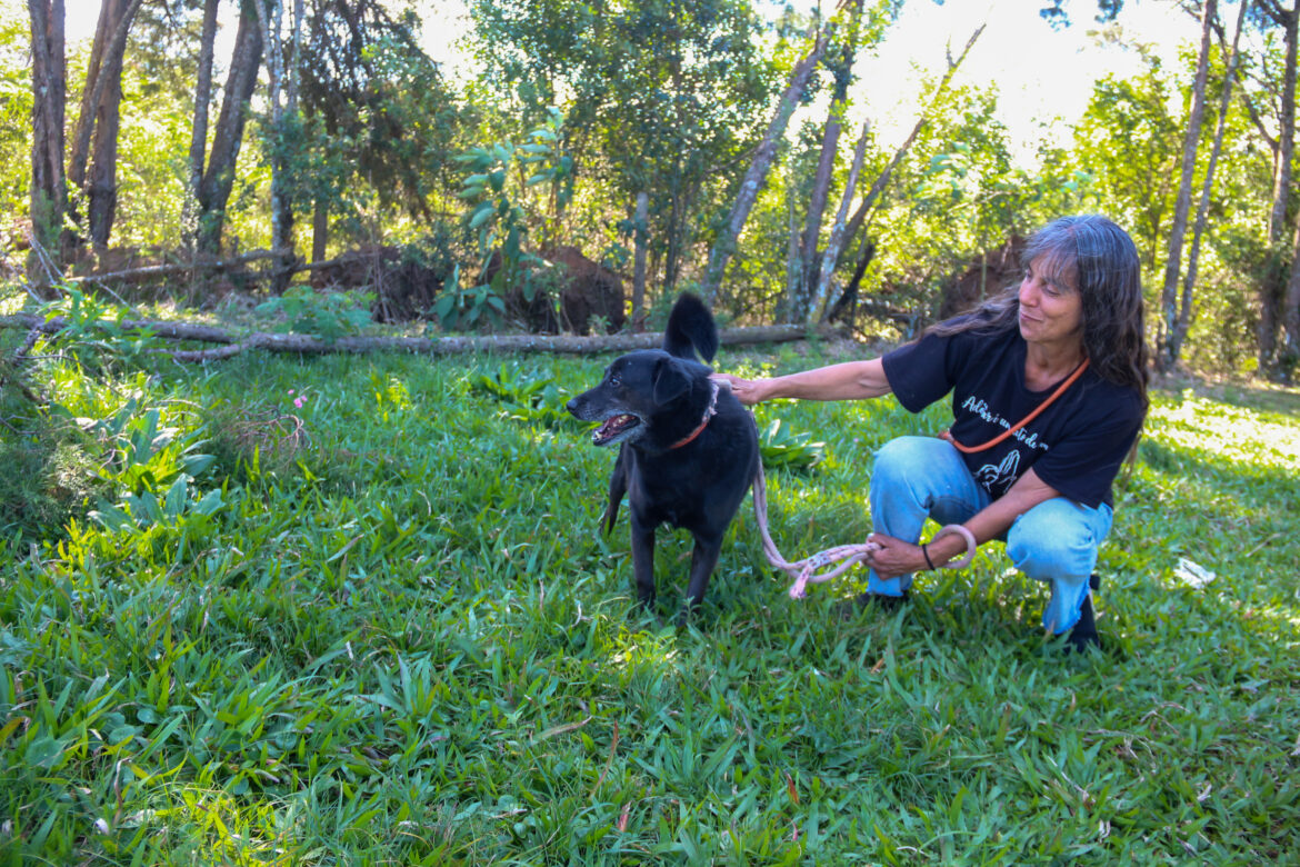 Abrigo que acolheu mais de 2 mil cães nas enchentes tem dois dias para encontrar lares para 17 animais em Canoas